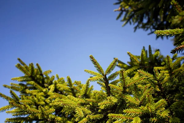 Close Uitzicht Takken Van Een Dennenboom Met Heldere Blauwe Lucht — Stockfoto