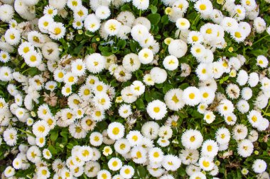 Çiçek Kasımpatı 'nın en üst görüntüsü