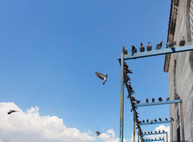 Eminonu / İstanbul 'da Yeni cami önünde uçan güvercinler