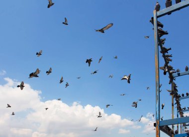 Eminonu / İstanbul 'da Yeni cami önünde uçan güvercinler