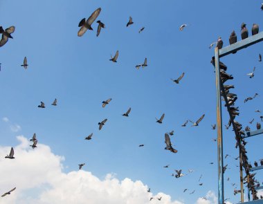 Eminonu / İstanbul 'da Yeni cami önünde uçan güvercinler