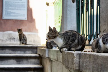 Tekir çizgili sokak kedileri. İstanbul 'un Beyoğlu' nun Galata bölgesinde.