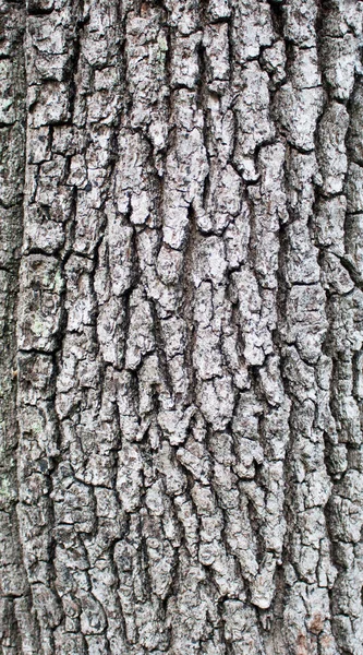 Ağaç Gövdesini Kapat — Stok fotoğraf