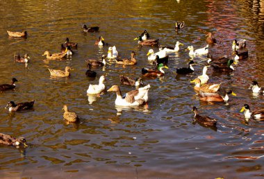 Birçok renkli ördek sonbaharda güneşli bir günde Acarlar Sel Ovası Ormanı 'nda yüzer. Türkiye 'nin kuzeybatısındaki Sakarya ilinde yer alıyor. Deniz kenarı, göl ve kum tepelerinin birleşimi..