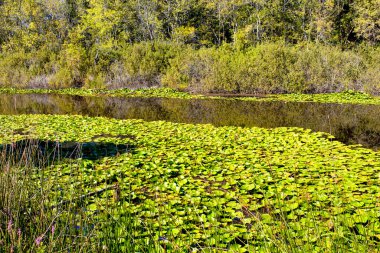 Acarlar 'da birçok su zambağı (Nymphaea) vardır. Türkiye 'nin kuzeybatısındaki Sakarya ilinde yer alıyor. Bitki Nymphaeaceae familyasından dayanıklı ve narin bir su bitkisi cinsidir..