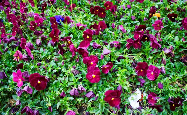 Widok Bliska Kwiat Viola — Zdjęcie stockowe
