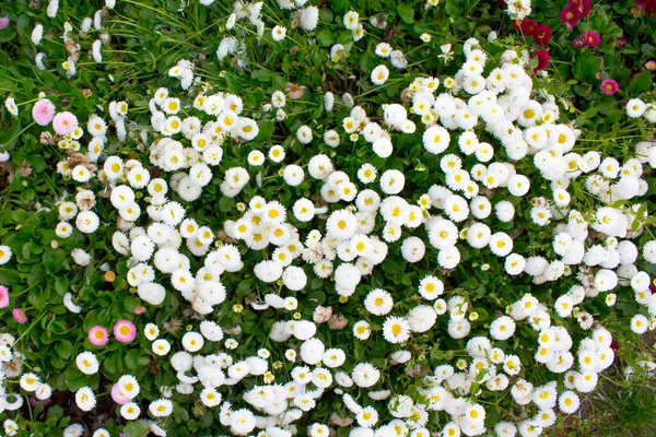 Widok Bliska Kwiat Chryzantemy — Zdjęcie stockowe