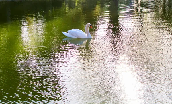 Лебеді Озері Захопленому Парку Ільдіс Стамбулі — стокове фото