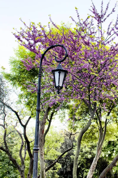 イスタンブールの公園で街灯とレッドバッドの木 — ストック写真