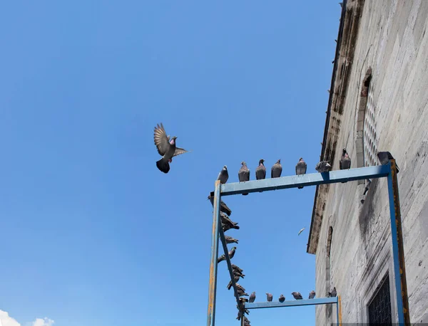 Pigeons Flying Front Yeni Mosque Eminonu Istanbul — Stock Photo, Image
