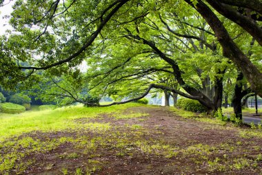 Tokyo 'daki Yoyogi Parkı