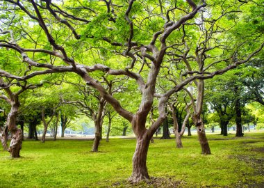 Tokyo Yoyogi Parkı 'ndaki ağaçlar