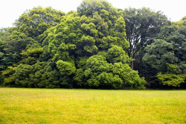 Tokyo Yoyogi Parkı 'ndaki ağaçlar