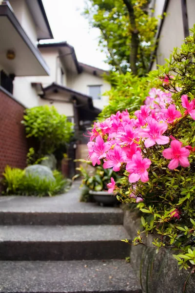 位于Shibuya地区日本住房入口的Azalea — 图库照片