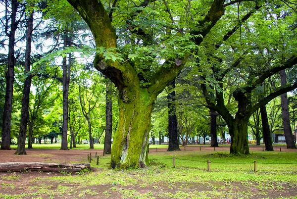 Árvores Yoyogi Park Tóquio — Fotografia de Stock