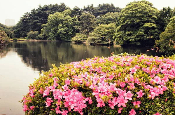 新宿の庭園での人工湖とツツジの眺め — ストック写真