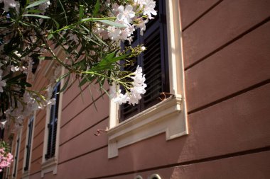 Roma 'daki geleneksel binanın önündeki çiçekler. Tahta panjurlar kapalı.