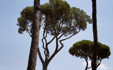 Roma 'daki Borghese Villa bahçesindeki Akdeniz taş çam ağaçları. Botanik adı Pinus pinea, İtalyan, şemsiye ya da şemsiye olarak da bilinir..
