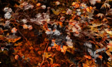 Fotoğraf kolajı tekniğiyle yapılmış çiçek desenli dijital arkaplan sanatı.