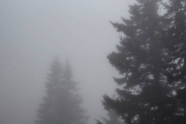 Sis içindeki çam ağaçlarının siluetleri. Görüntü, Türkiye 'nin Karadeniz bölgesinde yer alan Trabzon Şehrinin Kız Kardeşi adlı dağda çekildi..