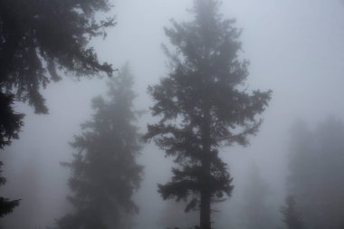 Sis içindeki çam ağaçlarının siluetleri. Görüntü, Türkiye 'nin Karadeniz bölgesinde yer alan Trabzon Şehrinin Kız Kardeşi adlı dağda çekildi..