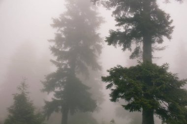 Sisteki çam ağaçlarının manzarası. Görüntü, Türkiye 'nin Karadeniz bölgesinde yer alan Trabzon Şehrinin Kız Kardeşi adlı dağda çekildi..