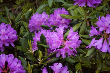 Dağ güllerinin (Rhododendron ponticum) görüntüsü, Türkiye 'nin Karadeniz bölgesinde yer alan Trabzon şehrinin Kız Kardeşi adlı dağda çekildi..