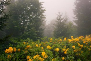 Çam ağaçları, sisli dağ gülleri (Rhododendron luteum) Görüntü, Türkiye 'nin Karadeniz bölgesinde yer alan Trabzon şehrinin Kız Kardeşi adlı dağda çekildi..