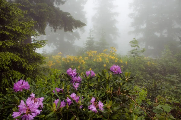Çam ağaçlarının, sisli dağ güllerinin (Rhododendron ponticum ve luteum) görüntüsü, Türkiye 'nin Karadeniz bölgesinde yer alan Trabzon şehrinin Kız Kardeşi adlı dağda çekildi..