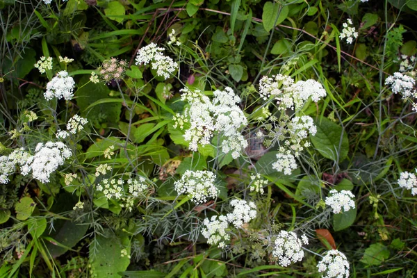 Yaban bitkisinin görüntüsü (Pimpinella anisum veya anason). Fotoğraf, Türkiye 'nin Karadeniz bölgesinde yer alan Trabzon kentinde çekildi..