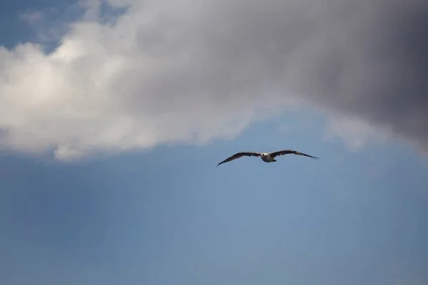 Vista Una Gaviota Volando Con Fondo Nublado — Foto de Stock