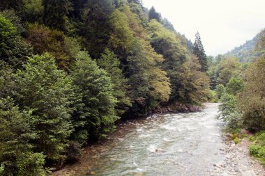 Ağaçlar ve Firtina nehri manzarası. Fotoğraf, Türkiye 'nin kuzeydoğusunda yer alan Karadeniz bölgesinin Rize bölgesinde çekildi..
