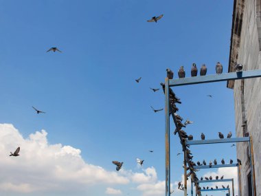 Eminonu / İstanbul 'da Yeni cami önünde uçan güvercinler