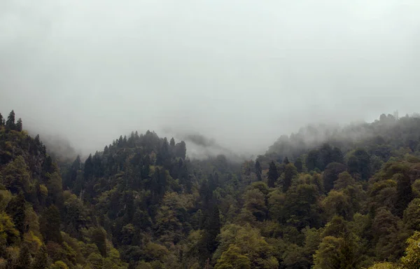 Vue Sur Les Arbres Forestiers Belle Nature Dans Brouillard Image — Photo