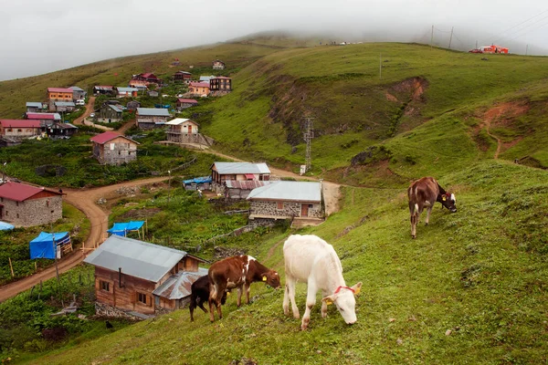 の村の芝生のフィールド上の若い子牛の放牧のビューにギトという名前 画像はトルコの北東部に位置する黒海地域のRizeエリアで撮影されています — ストック写真
