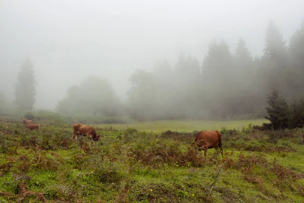 Вид Коров Пасущихся Травяном Поле Горный Лес Тумане Снимок Сделан — стоковое фото