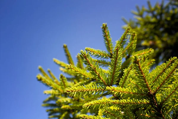 Close Uitzicht Takken Van Een Dennenboom Met Heldere Blauwe Lucht — Stockfoto