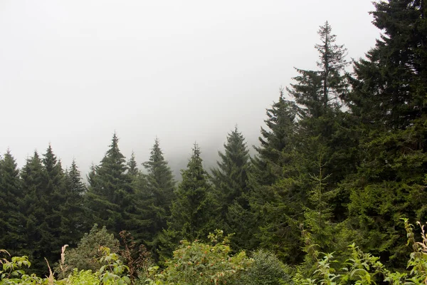 Vista Los Árboles Forestales Hermosa Naturaleza Niebla Imagen Captura Área —  Fotos de Stock