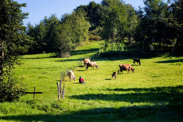 Vista Una Mujer Tradicional Vacas Árboles Campos Hierba Meseta Alta —  Fotos de Stock