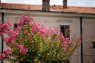 Koper / Slovenya 'nın arka planında eski tarihi bina bulunan pembe klon çiçekleri. Slovenya 'nın Adriyatik kıyı şeridinde yer alan bir liman kenti..