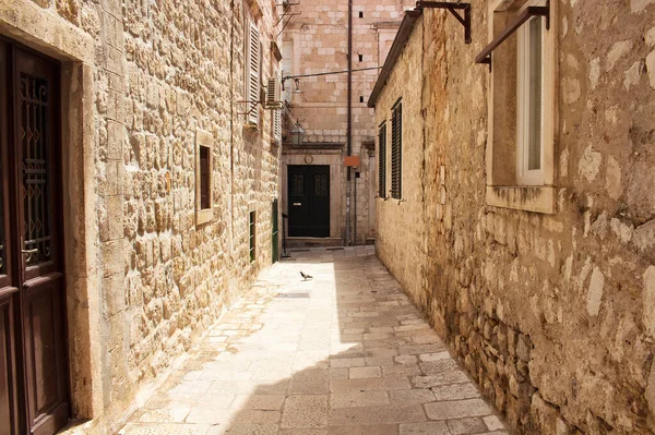 Голуб Стоїть Одній Вузьких Вулиць Старому Місті Дубровник — стокове фото