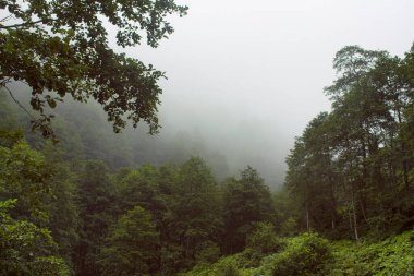 Orman ağaçlarının manzarası ve sisin içindeki güzel doğa. Fotoğraf, Türkiye 'nin kuzeydoğusunda yer alan Karadeniz bölgesinin Trabzon / Rize bölgesinde çekildi..