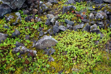 Dağ kayaları ve yabani bitkilerin yakın görüntüsü. Fotoğraf, Türkiye 'nin kuzeydoğusunda yer alan Karadeniz bölgesinin Trabzon / Rize bölgesinde çekildi..