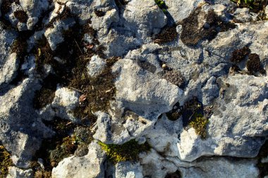 Dağ kayaları ve yosunların yakın görüntüsü