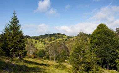 Ağaç manzarası, dağ manzarası, güzel doğa manzarası. Fotoğraf, Türkiye 'nin kuzeydoğusunda yer alan Karadeniz bölgesinin Trabzon / Rize bölgesinde çekildi..