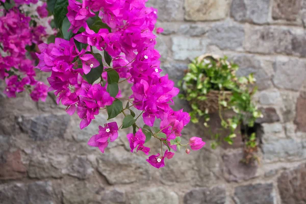 Close Widok Różowy Fioletowy Bougainvillaea Kamiennym Tle Ściany — Zdjęcie stockowe