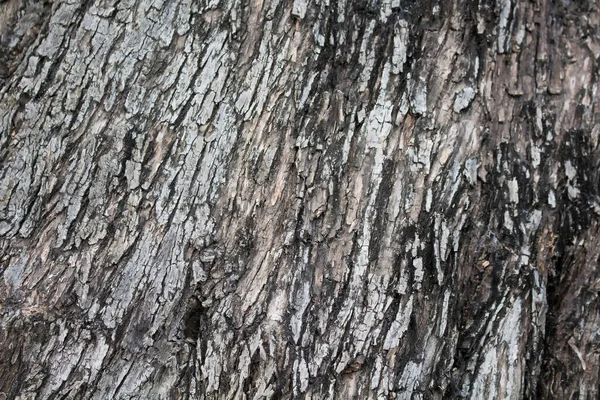 Vue Rapprochée Tronc Arbre — Photo