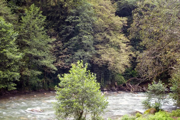 Blick Auf Bäume Und Fluss Firtina Das Bild Wurde Der — Stockfoto