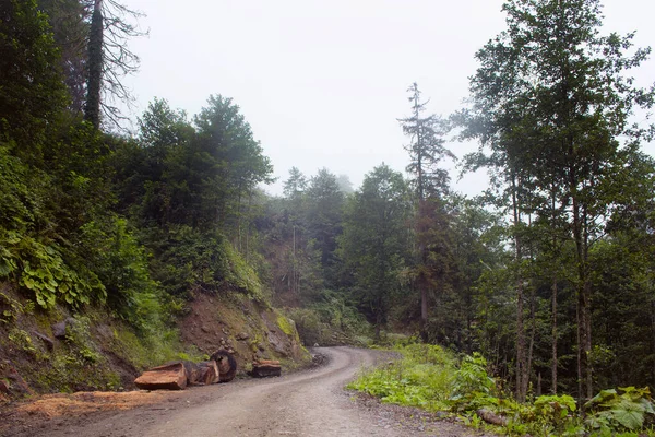 View Forest Trees Mountain Road Beautiful Nature Fog Image Captured — Stock Photo, Image