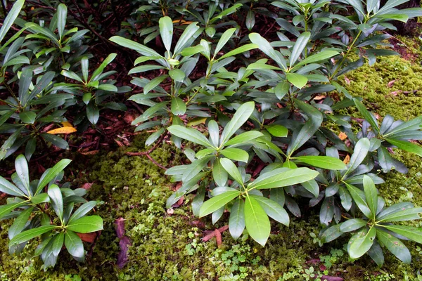 Widok Bliska Górskich Dzikich Roślin Rododendron Obraz Jest Uchwycony Trabzon — Zdjęcie stockowe
